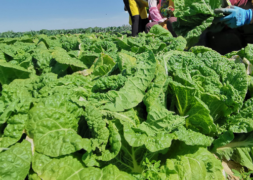 农副产品选品：源头考察与供应商评估的双重把控