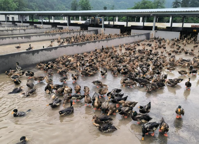 鸭子养殖
