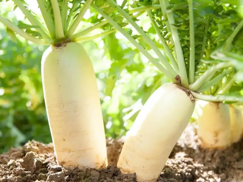 白萝卜